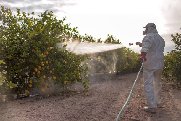 Best Commercial Pest Control Services  in Boerne, TX