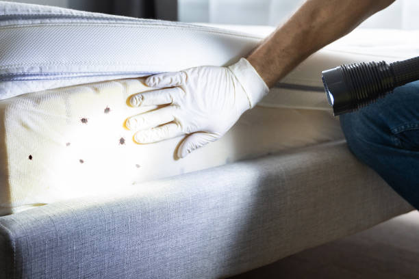 Best Flea Control Services  in Boerne, TX