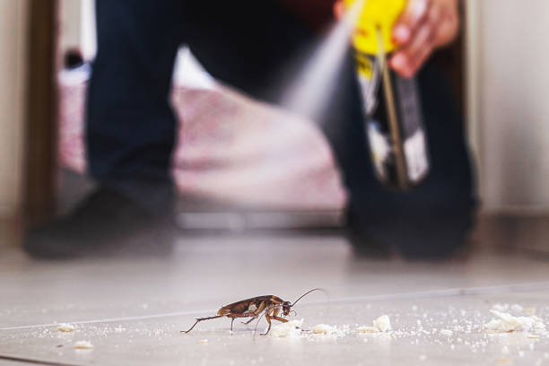 Trusted Boerne, TX Pest Control Experts