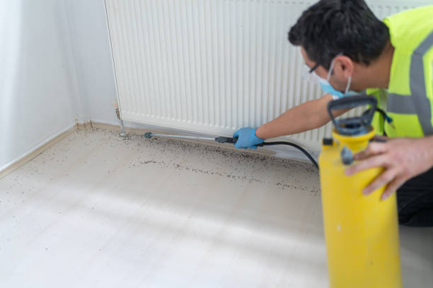 Best Emergency Pest Control  in Boerne, TX